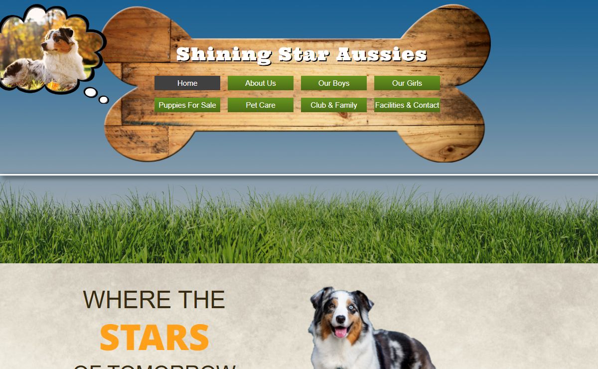 Miniature Aussies - Toy Aussies | Shining Star Aussies