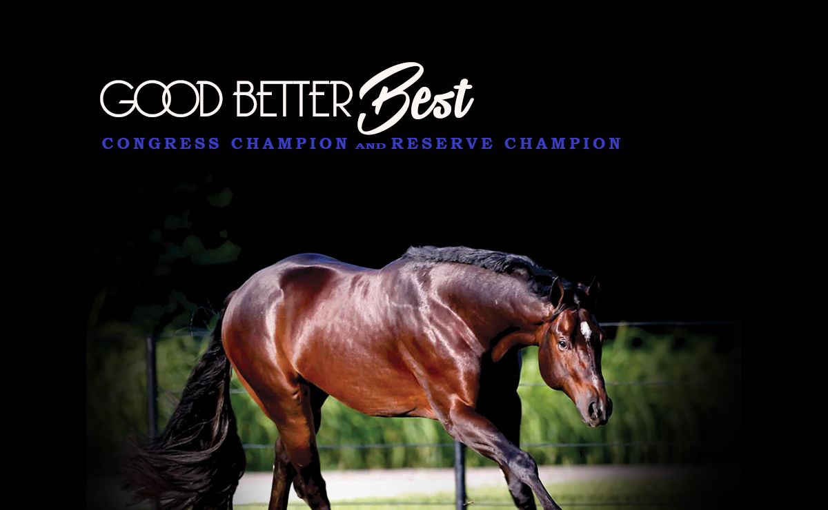 Show Stop Farm Nancy Sue Ryan Breeding Champion Quarter Horses