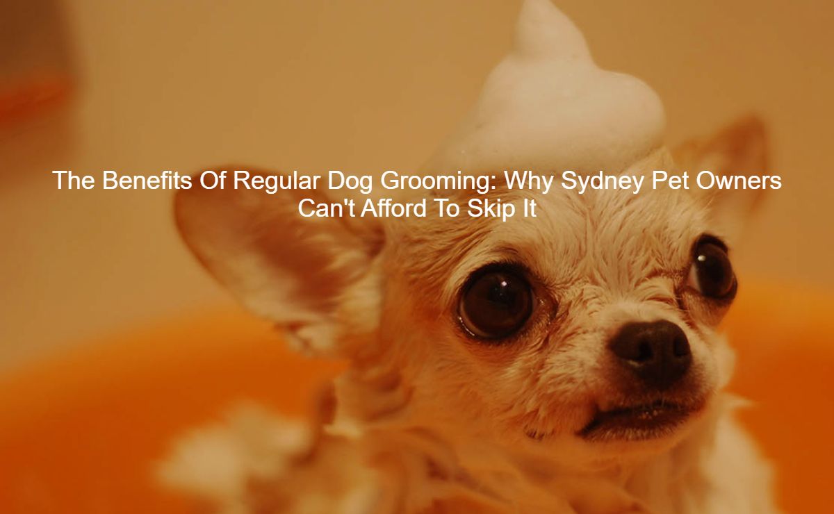 The Benefits Of Regular Dog Grooming: Why Sydney Pet Owners Can't Afford To Skip It