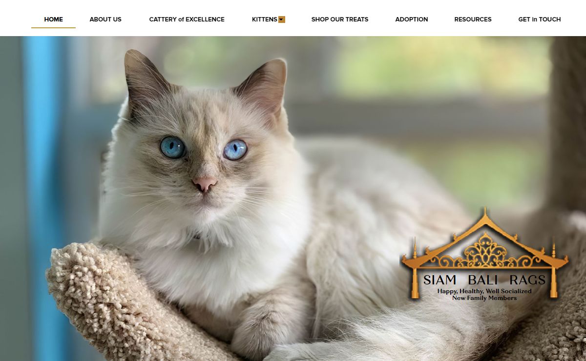 Florida Siamese Kittens for Sale FL Balinese Breeders Ragdoll Cats Tonkinese Kitten for Sale
