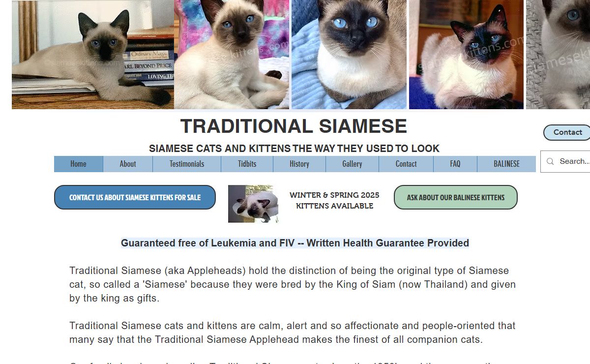 Siamese Kittens | Home (Raised with Love)