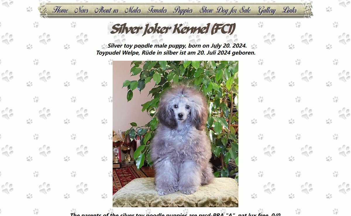 Silver Joker poodles - white toy poodle - silver toy poodle - toypudel weiß - toy pudel silber, grau - caniche toy blanc - caniche toy gris