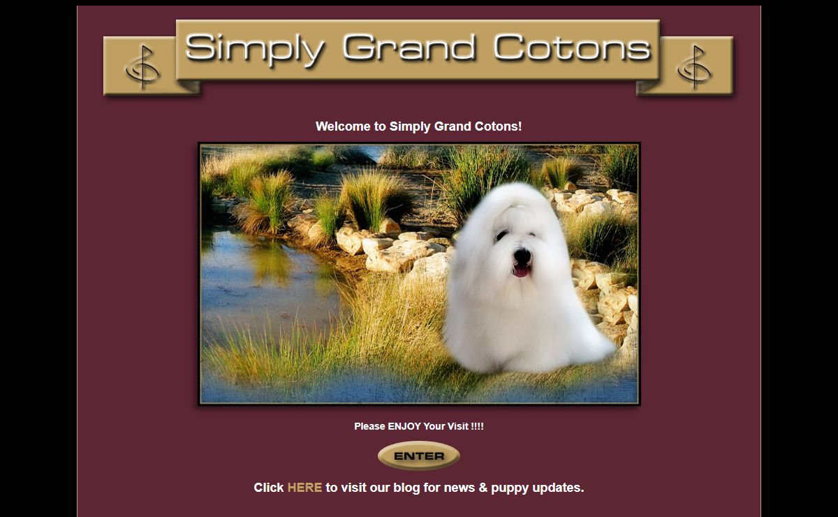 Coton de Tulear Arizona
