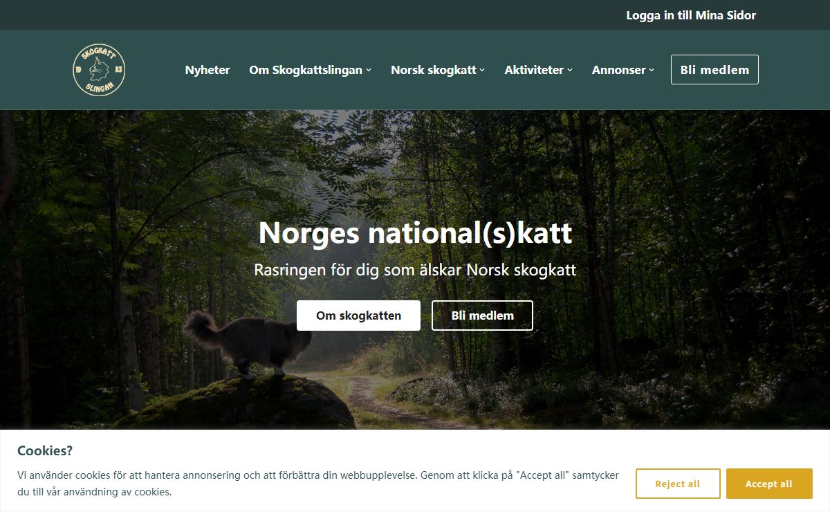 Skogkattslingan - rasringen för dig som älskar Norsk skogkatt