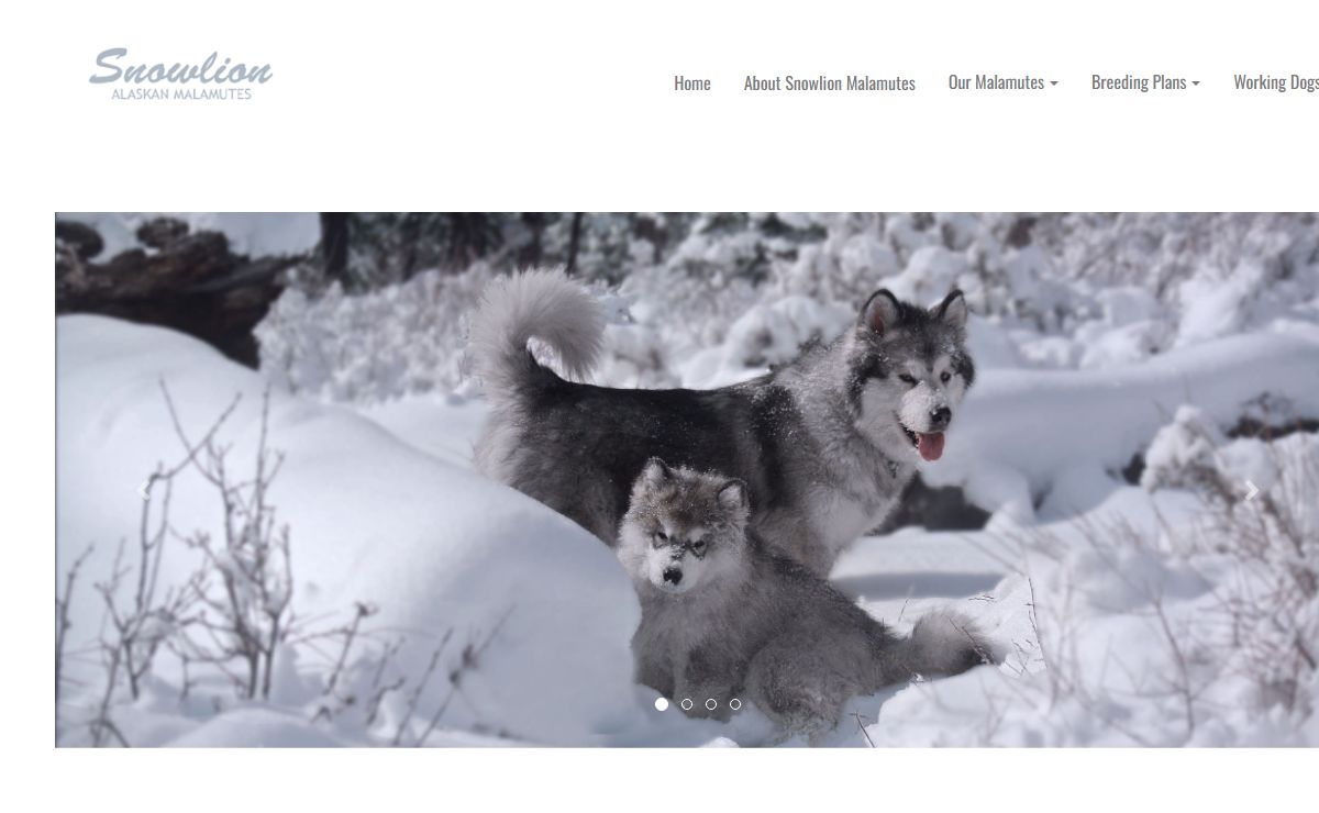 Snowlion Alaskan Malamutes| AKC reg, California Working & Show Kennel