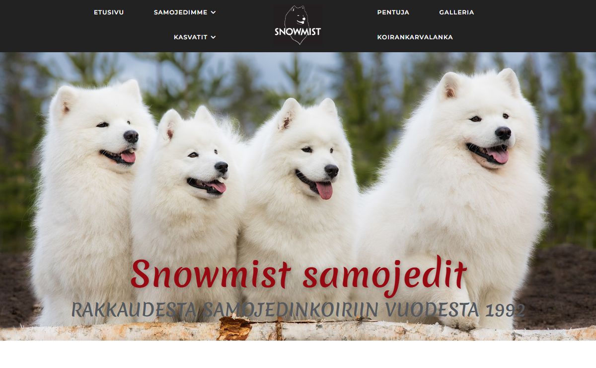 Snowmist samojedinkoirat | Kurkistus Snowmist samojedinkoirien maailmaan