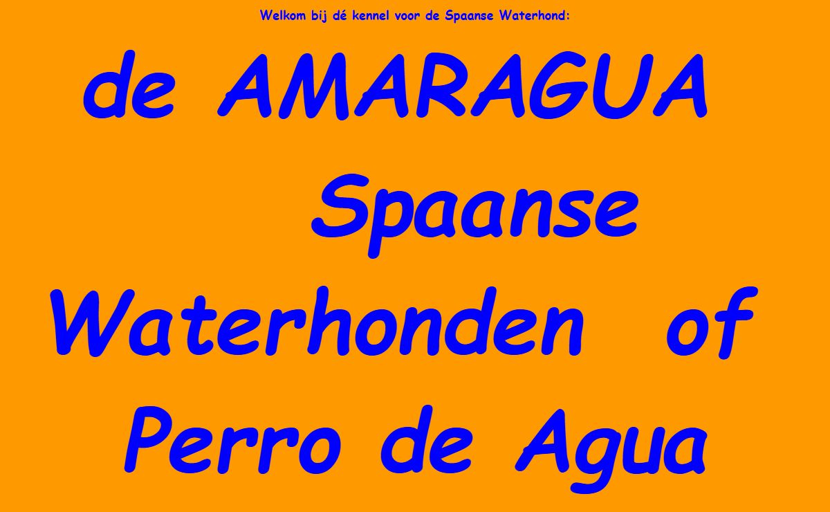 Spaanse Waterhond of Perro de Agua Español fokker de Amaragua pups