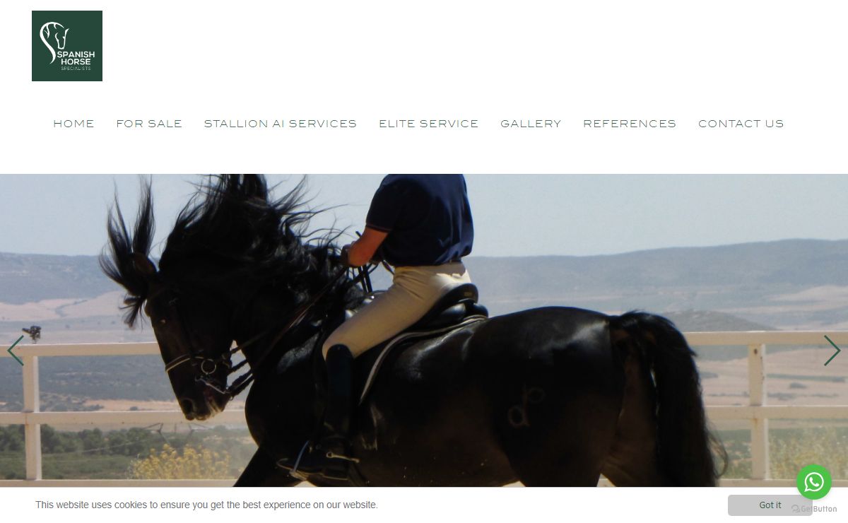 Spanish Horse Specialists: Spanish and Andalusian Horses for Sale: Spanish Horse Specialists