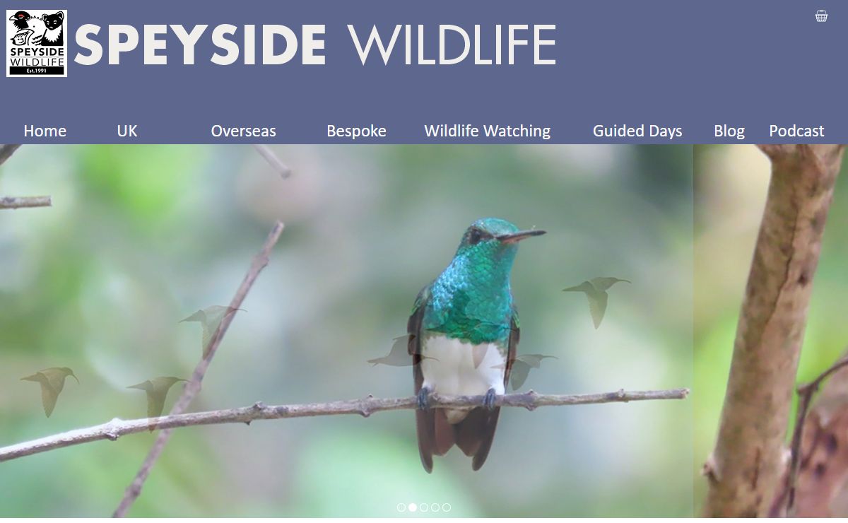 Speyside Wildlife - Wildlife Watching Holidays Worldwide