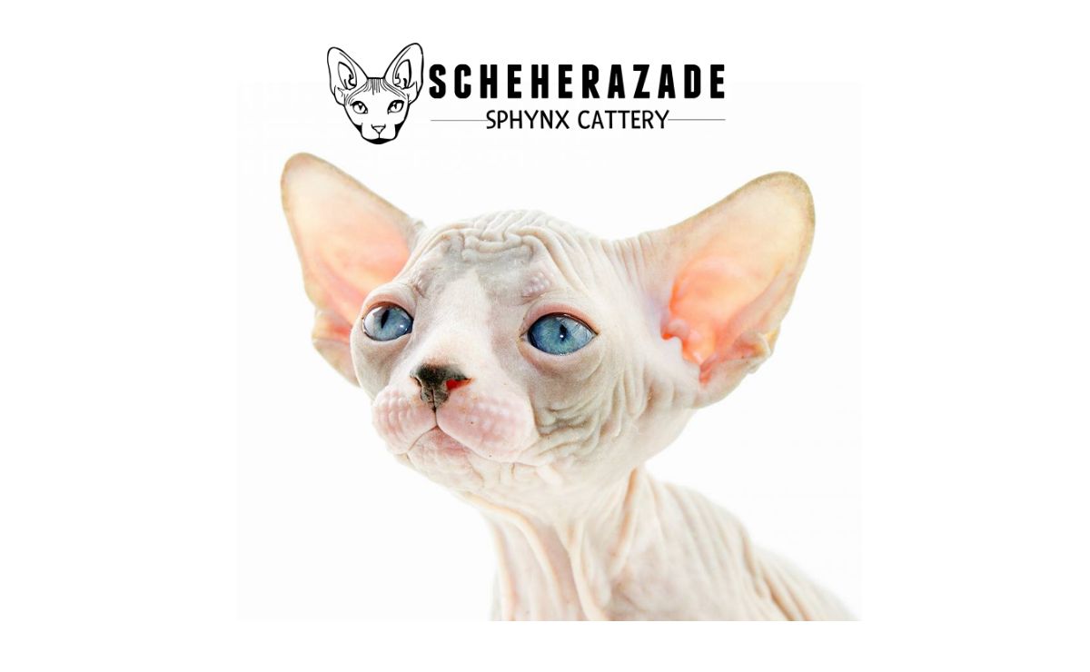 Scheherazade Sphynx Cattery