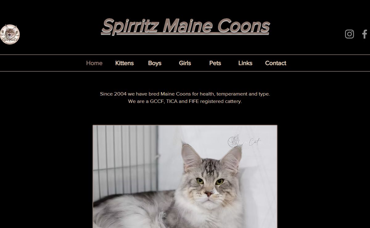 Spirritz Maine Coon Cats | Breeders in Scotland UK