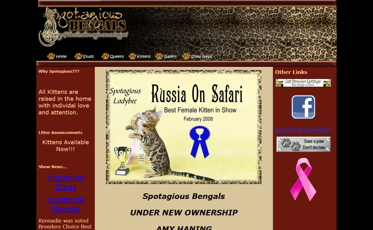 Spotagious Bengals - Spotagious Bengals exotic Bengal Cats and Kittens located for sale Corpus Christi, Texas. We strive for show quality, beauty, health and temperament. Also serving other Texas areas including Houston, San Antonio, Austin, Dallas, Fort Worth, and Central Texas - Ship World Wide