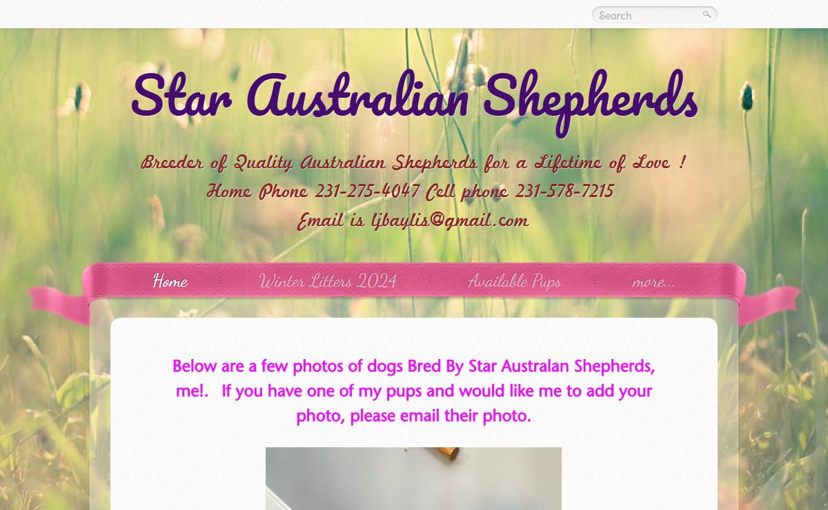 Star Australian Shepherds - STAR AUSTRALIAN SHEPHERDS