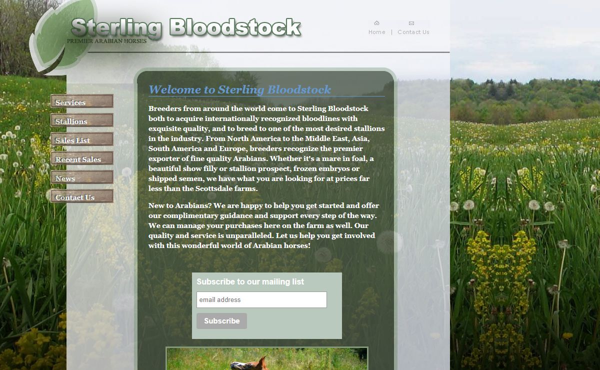 Arabian | Arabians | Arabian Horses For Sale | Sterling Bloodstock
