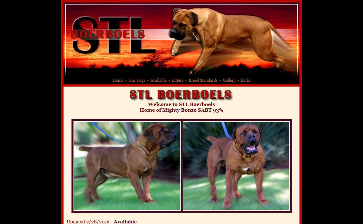 South African Boerboel Breeders - STL Boerboels