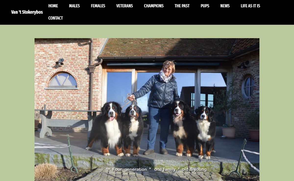 Van 't Stokerybos, Berner Sennenhonden, Berner Sennenhond, Bouvier Bernois, Bernese Mountain Dog, Berner Sennenhund, pups, puppy, puppy's, puppies, chiots, welpen, hobbyfokker, ivan delrue, susan delrue, suzanne vandewalle, susan vandewalle, koekelare, flanders, belgium, diksmuide, ieper, brugge, kortrijk, gent, limburg, vlaams-brabant, oost-vlaanderen, west-vlaanderen, antwerpen, belgië