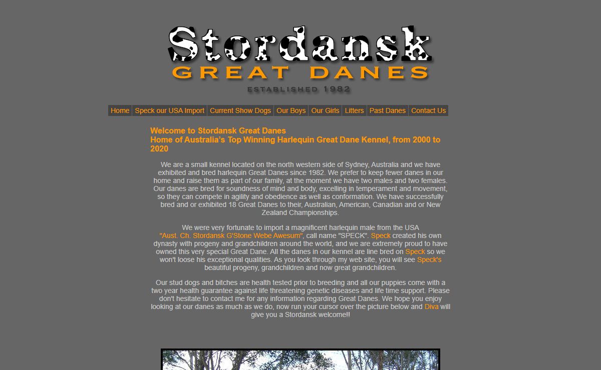 Stordansk Great Danes NSW Australia - Breeders of Harlequin, Black, Merle and Mantle Show Danes