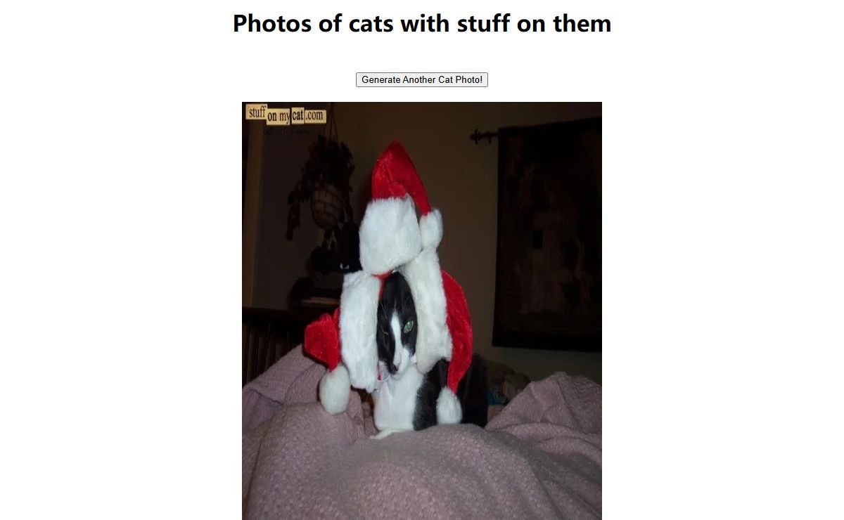 Stuff On My Cat