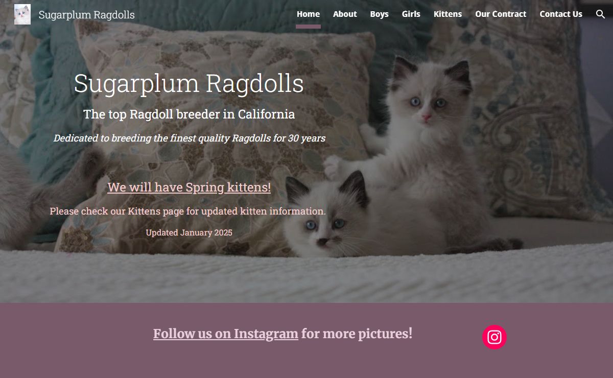 Sugarplum Ragdolls