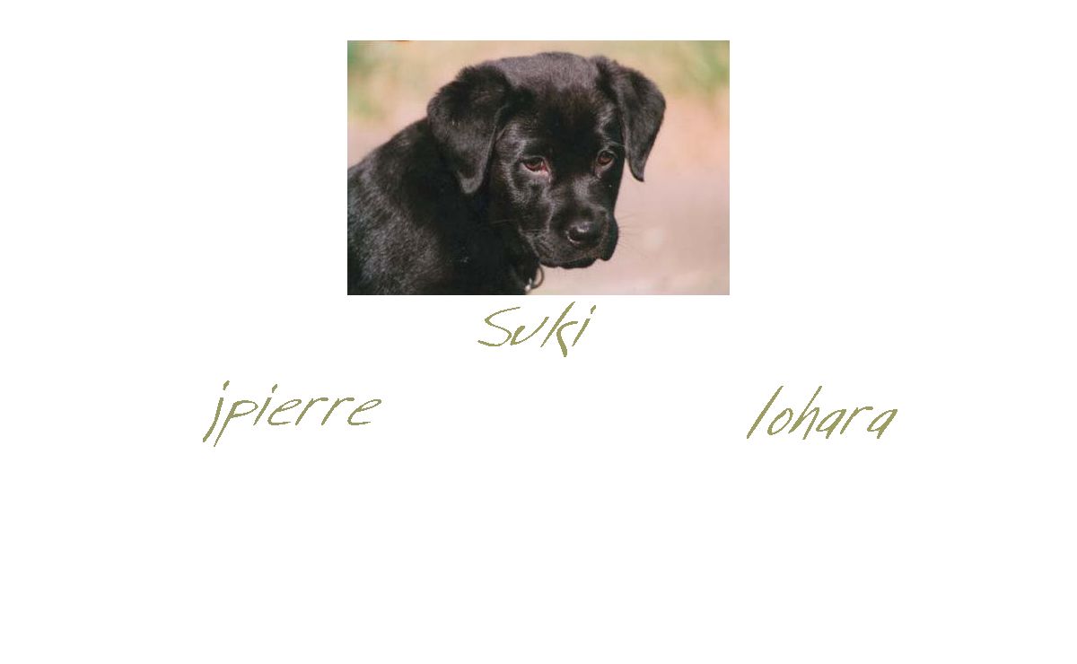 Sukidog.com