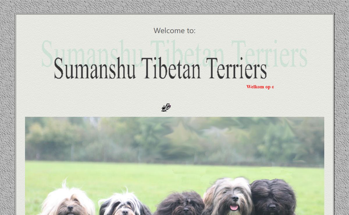 Tibetaanse Terrier Sumanshu Tibetan Terrier