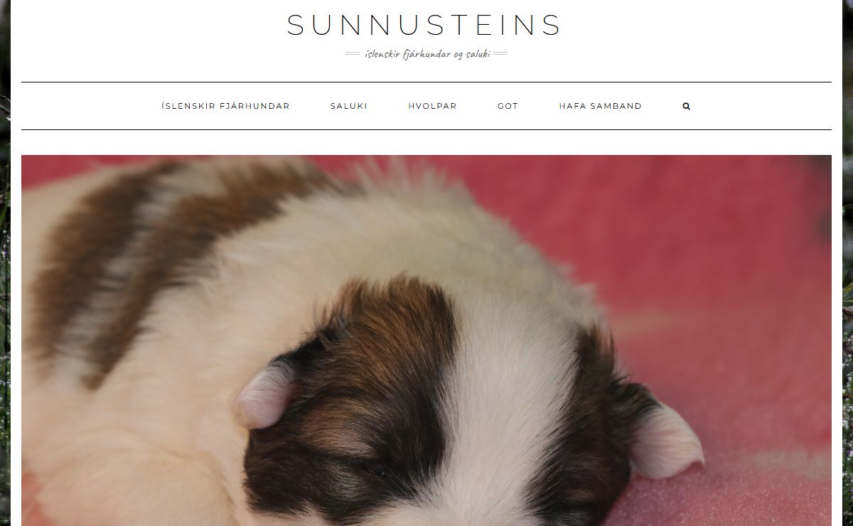 Sunnusteins – íslenskir fjárhundar og saluki