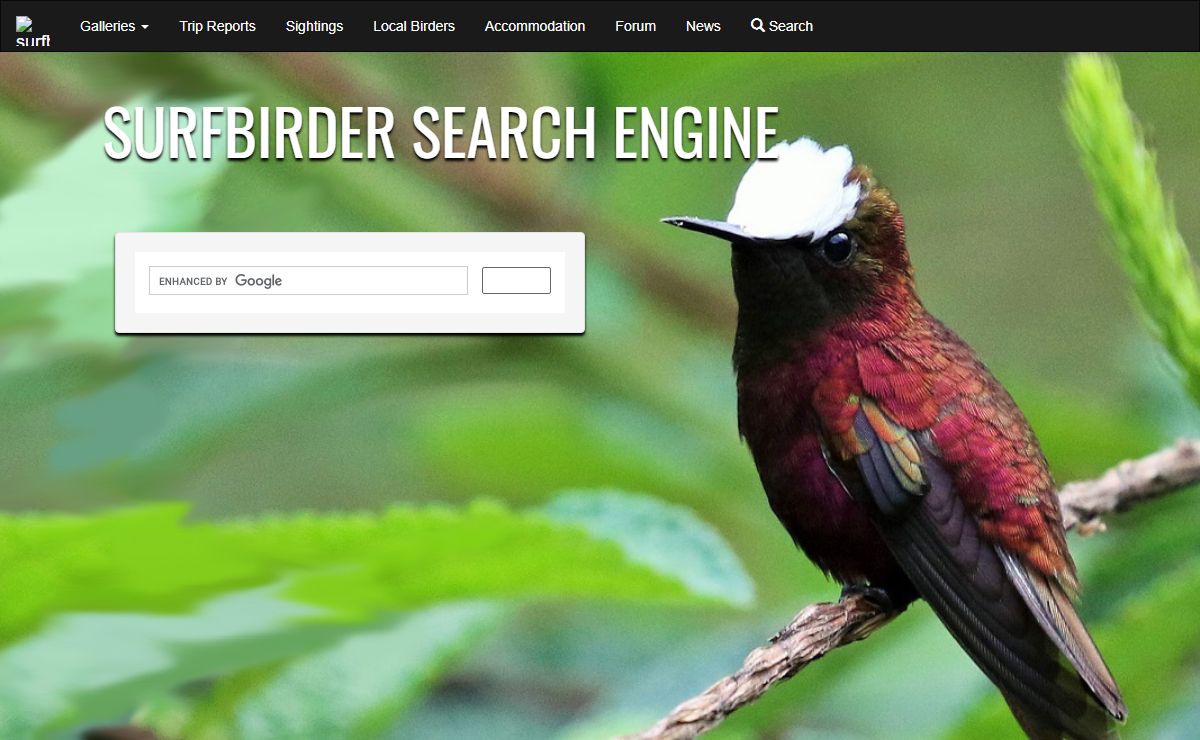 Surfbirder The Birding Search Engine