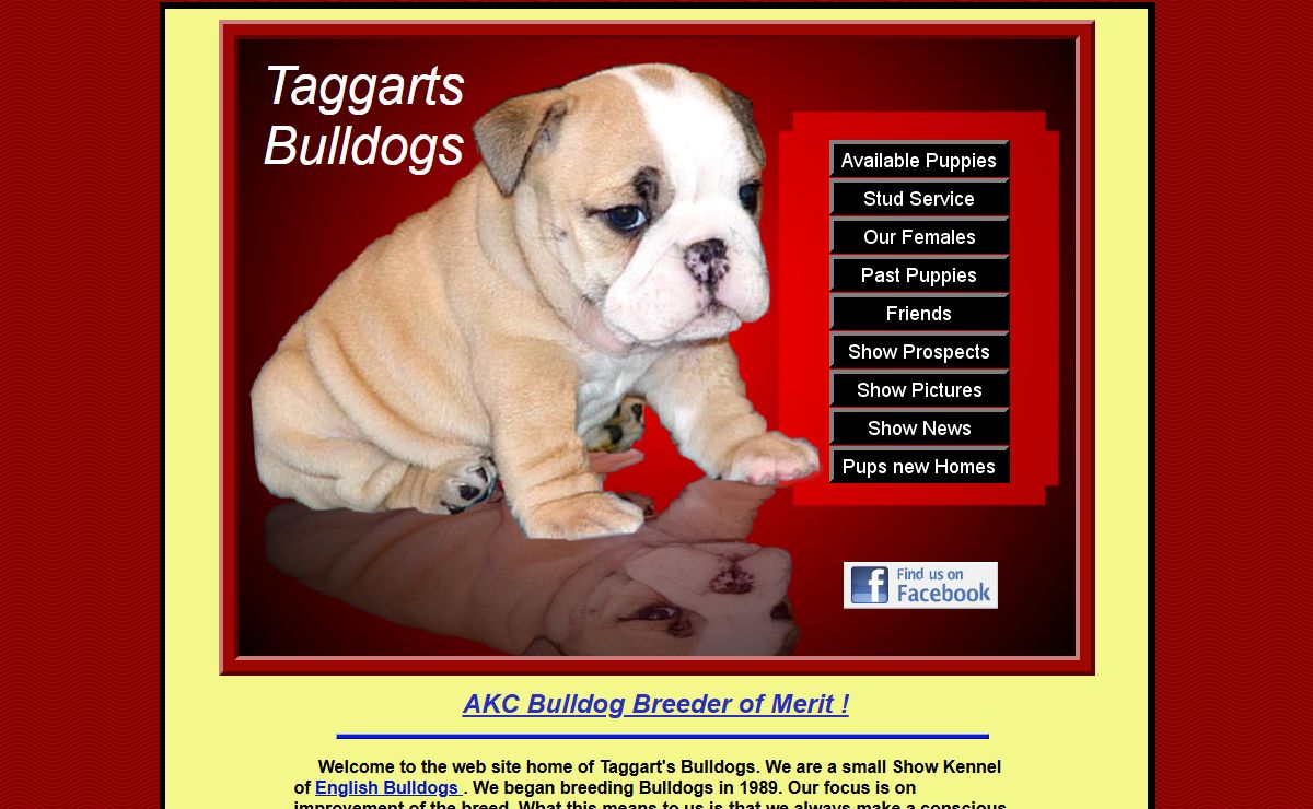 " English bulldog stud service " Bulldog puppies for sale , bulldog stud