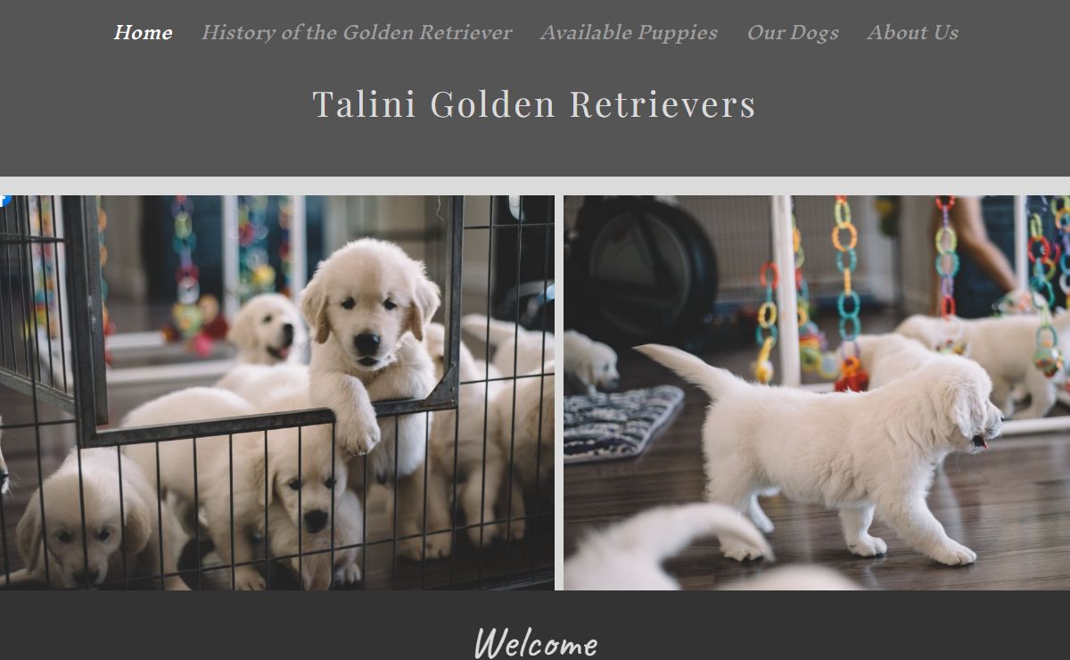 Talini English Golden Retriever breeder in Arizona | english cream golden retriever puppies for sale | Arizona, USA