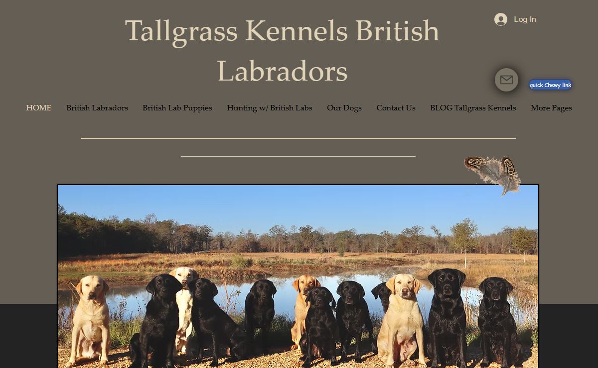 Tallgrass Kennels British Labradors | British lab puppies | USA
