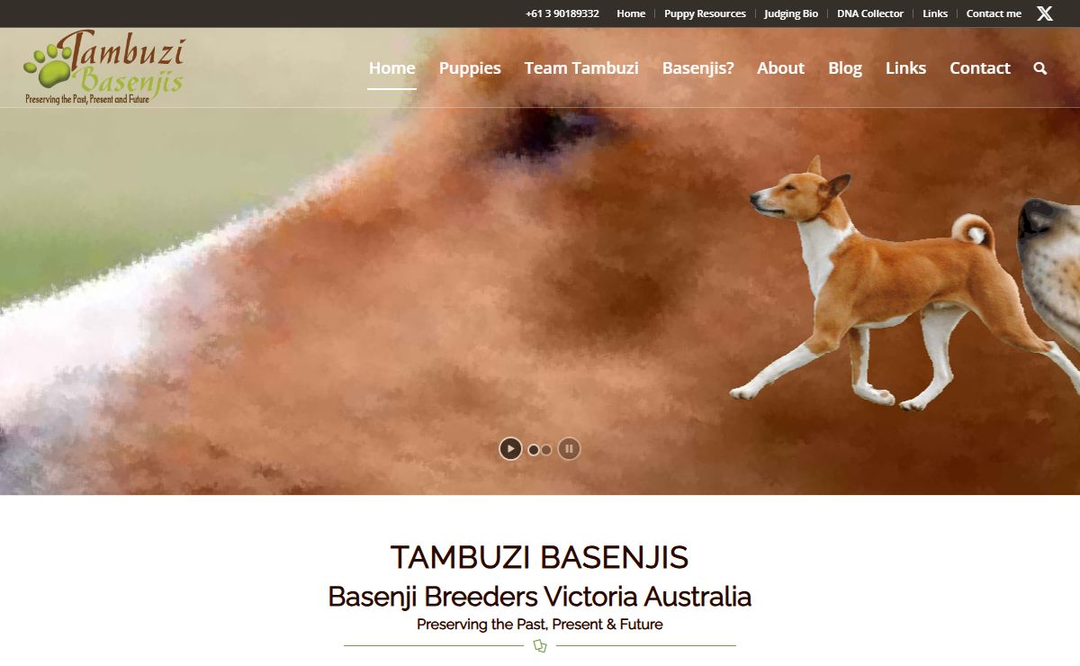 Basenji Breeders Victoria Australia - Tambuzi Basenjis