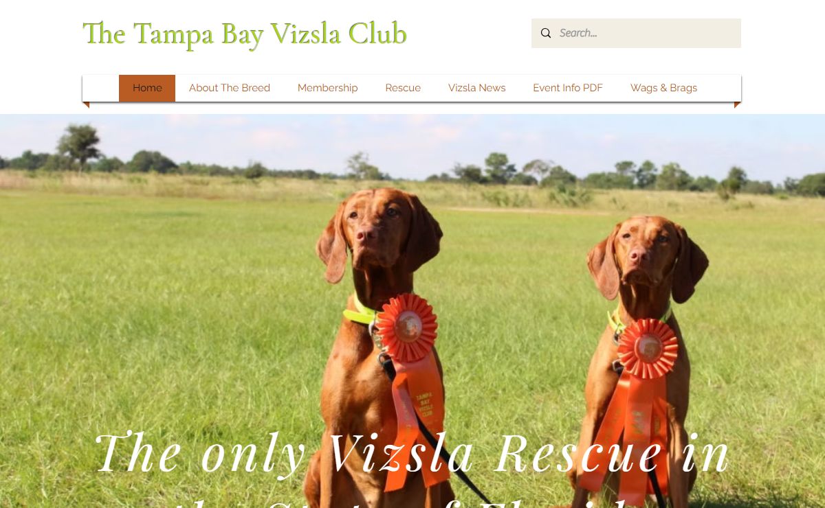Vizsla | The Tampa Bay Vizsla | Florida