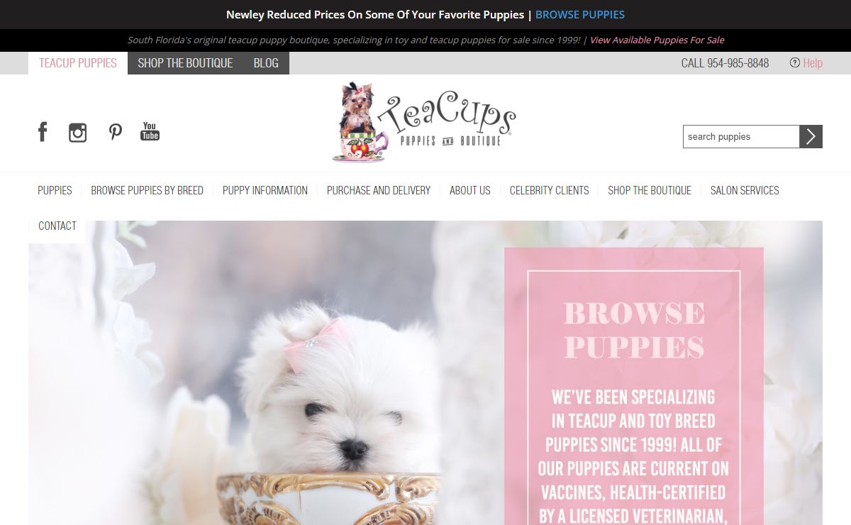 Tiny Teacup Puppies For Sale at TeaCups, Puppies & Boutique