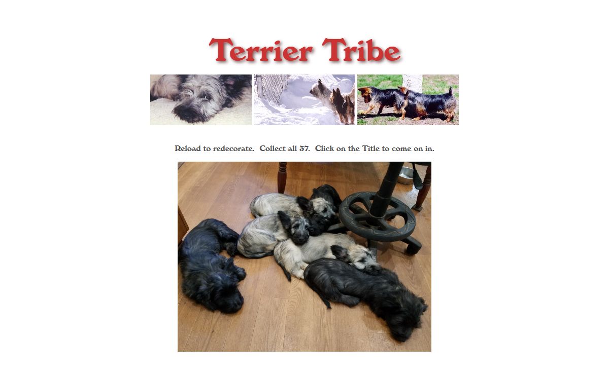 Terrier Tribe