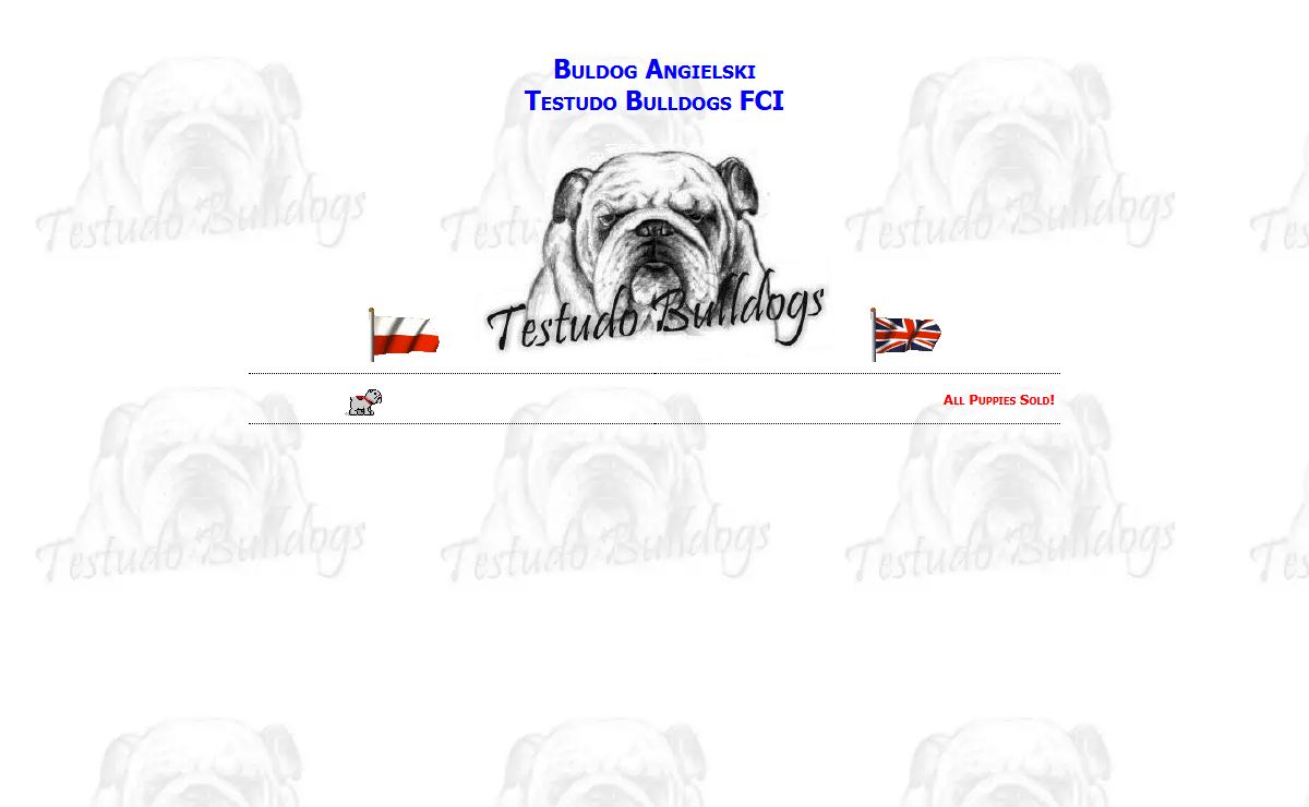 Buldog angielski hodowla Testudo FCI, Buldogi Angielskie, Testudo Bulldogs, English Bulldog kennel