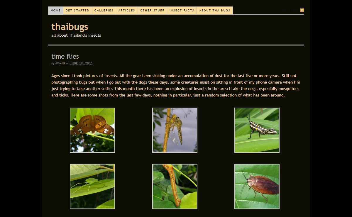 thaibugs — all about Thailand's insects