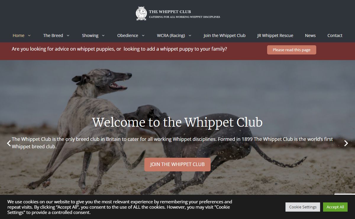 The Whippet Club - The oldest whippet breed club in the world