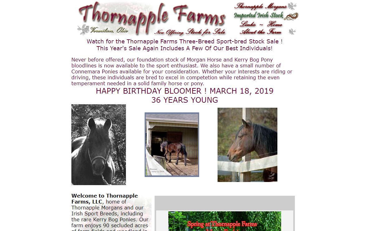 Thornapple Farms :.: Vermilion, Ohio :.: Kerry Bog Pony, Morgan Horse, Connemara Pony