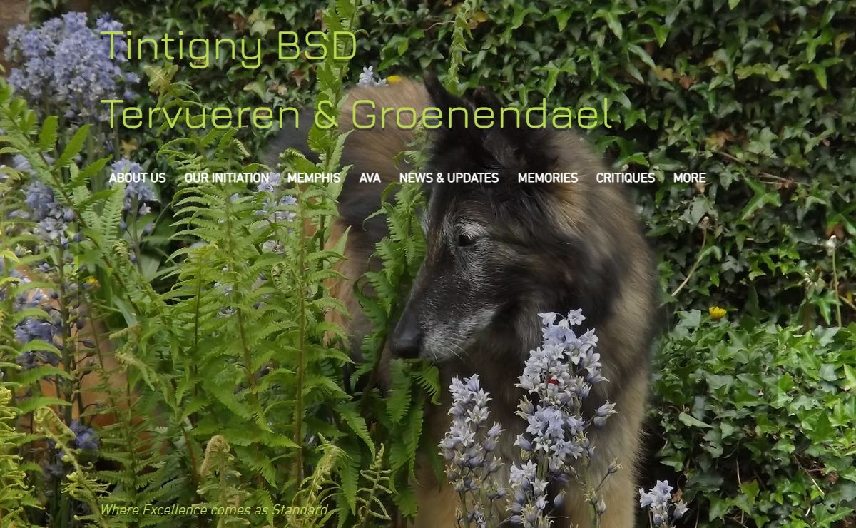 Tintigny Belgian Shepherd Dogs Scotland UK | Groenendael | Scotland, UK