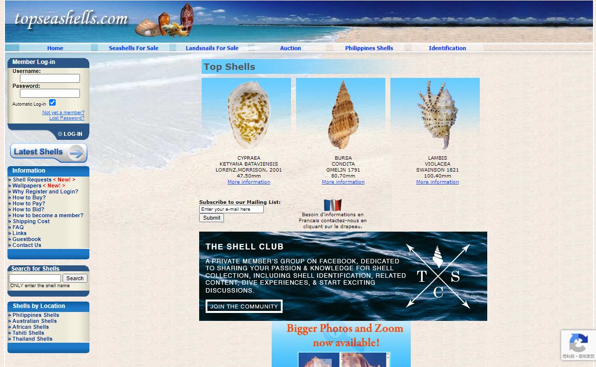 Sea Shell of Topseashells : Specimen Seashells for sale for your Shell Pleasures