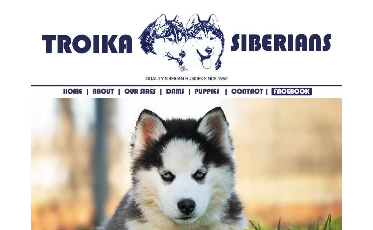 Troika Siberian Huskies