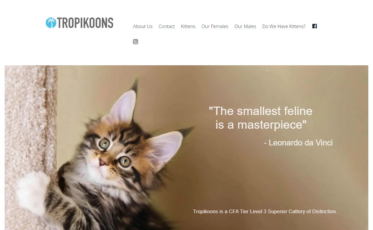 Tropikoons Maine Coon Cats For Sale Florida Breeder for 25+ years
