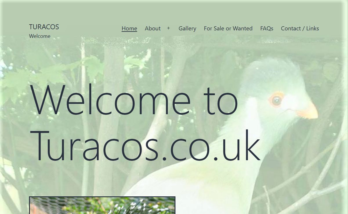 Turacos – Welcome