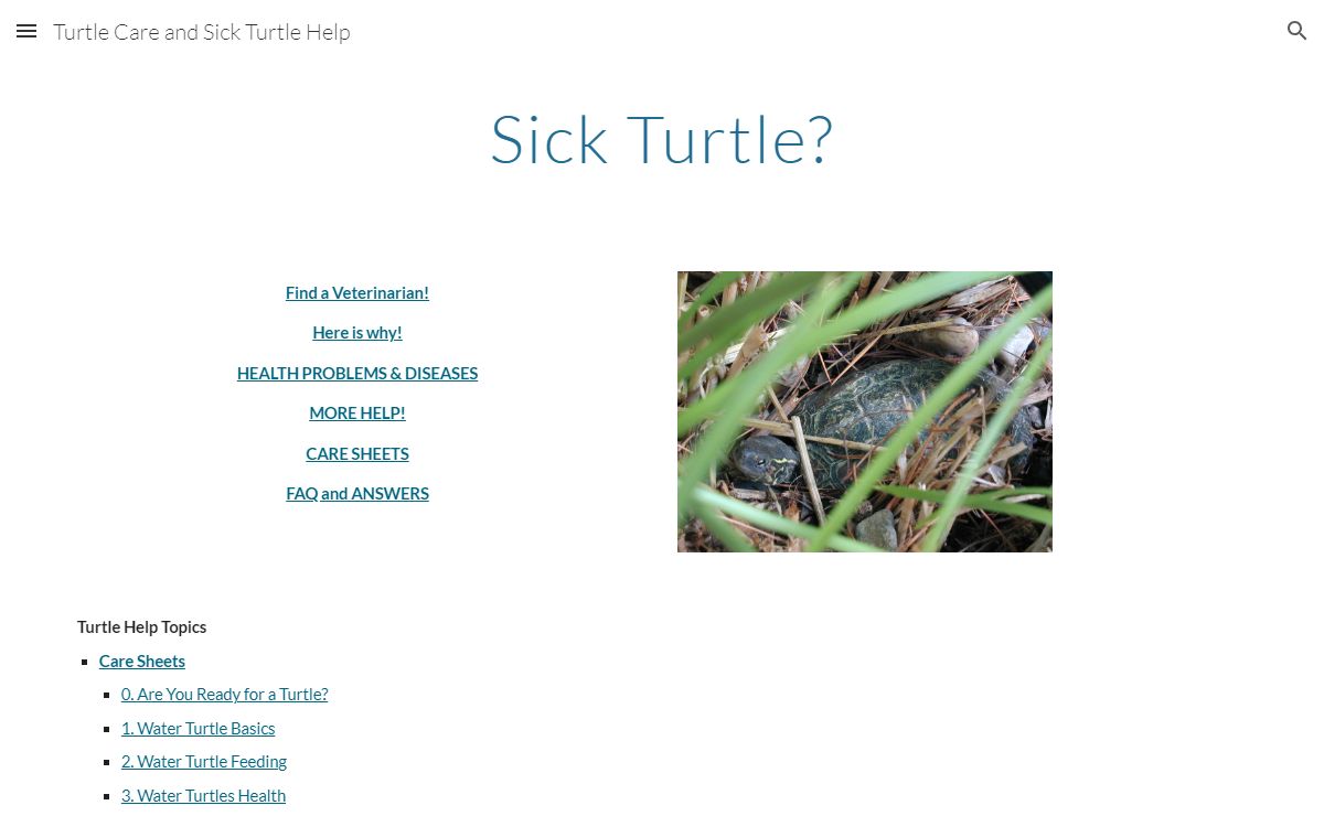 Turtle Care and Sick Turtle Help