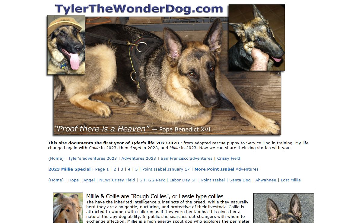 Tyler the Wonder Dog, a case study in German Shepherd training, exercise, food, loyalty and obedience