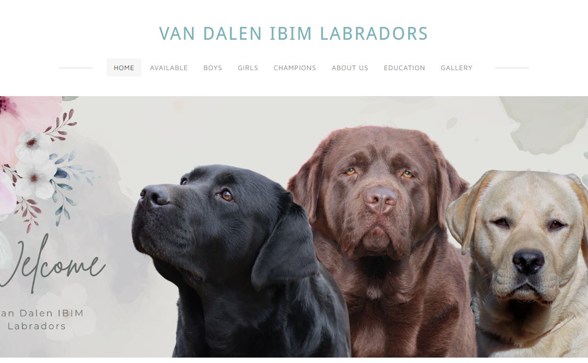 VAN DALEN IBIM LABRADORS - Home