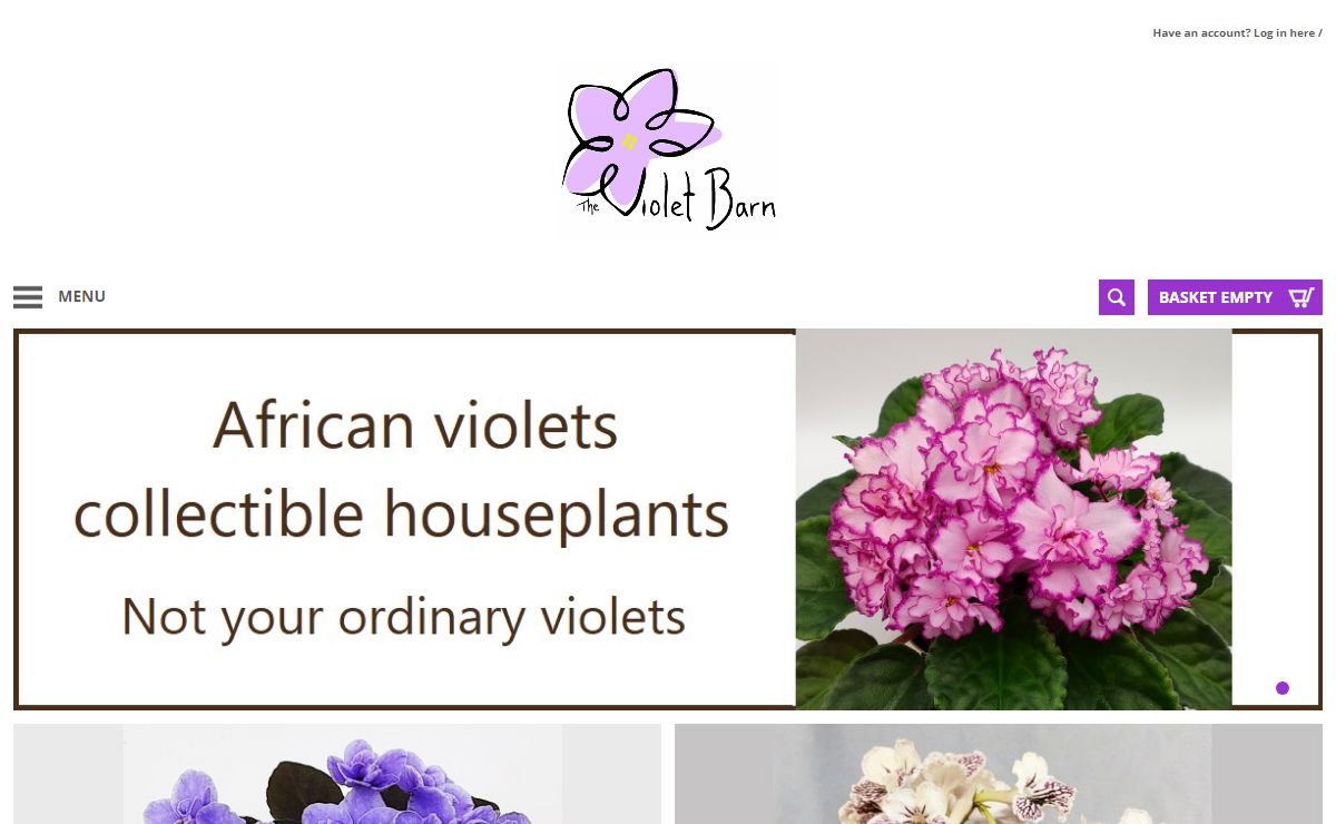 African violets collectible houseplants - The Violet Barn - African Violets and More