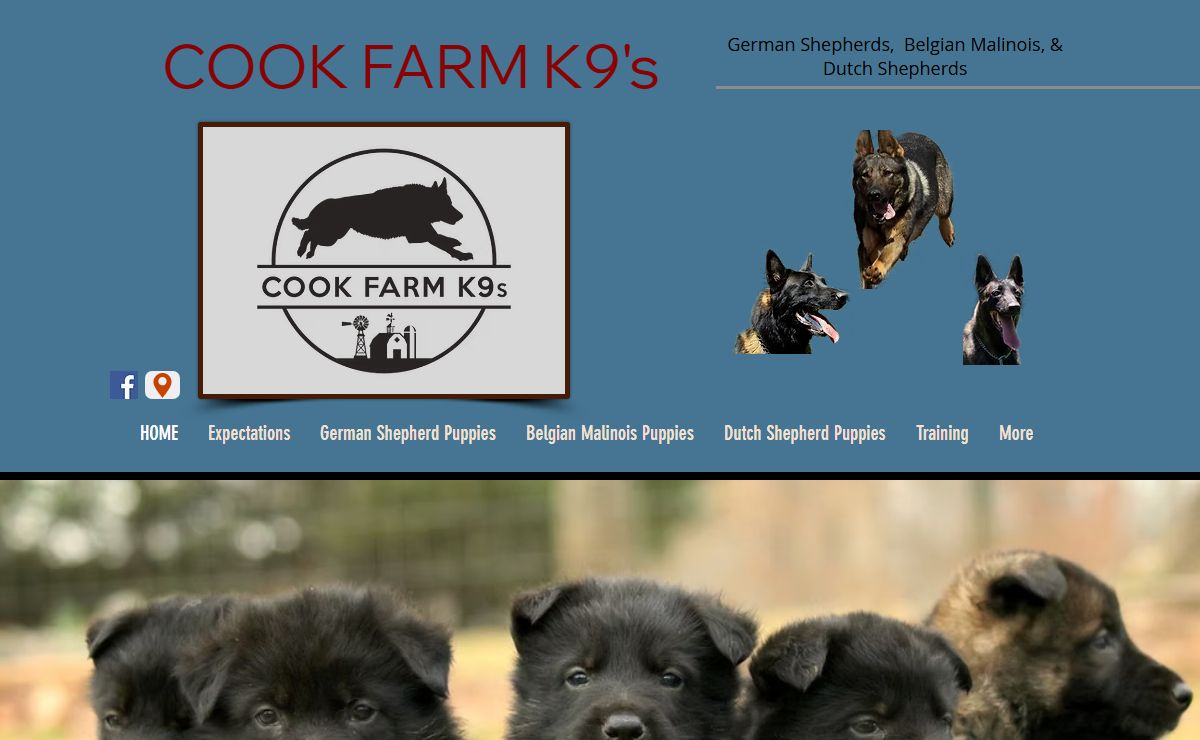 Puppies For Sale | Vom Haus Hall ( Cook Farm Kennels) | Browns Summit