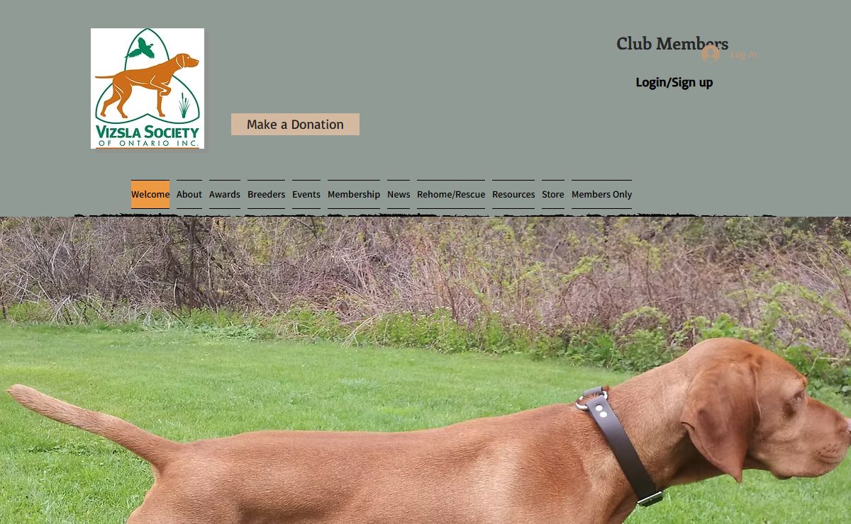 Vizsla Society of Ontario