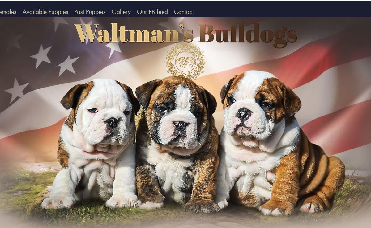 Waltmans Bulldogs | English Bulldog Puppies